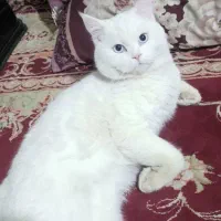 گمشده لطفا تماس بگیرید