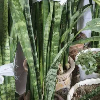 گل سانسورها بلند همراه با چند پاجوش