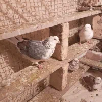 کبوترپرشی|پرنده|ماهدشت, |دیوار