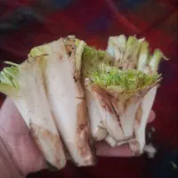 کنگر کوزران