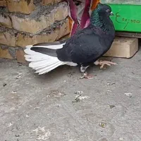 کفتر|پرنده|کارون, |دیوار