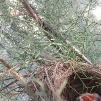 قناری لپ سفیداهلی اهلی