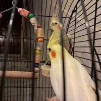 جفت عروس هلندی مولد