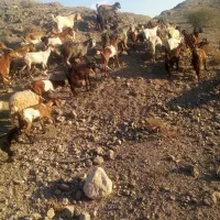 فروش بز به صورت یکجا و تکی|حیوانات مزرعه|میناب, |دیوار