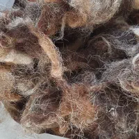 پشم قدیمی(چِچَه)