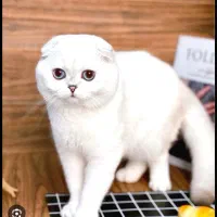 گربه اسکاتیش های زیبا رنگ سفید|گربه|تهران, پونک|دیوار