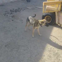 سگ7ماه گرگ نر|سگ|زاهدان, |دیوار