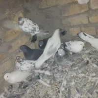 کبوتر جفت|پرنده|سجاس رود, |دیوار