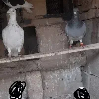 کبوتر|پرنده|فراغی, |دیوار