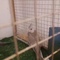 طوط|پرنده|سلماس, |دیوار