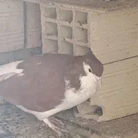 کفتر نر نا بلد