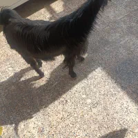 فروش و معاوضه بز و کهره