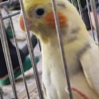 عروس هلندی گم شده
