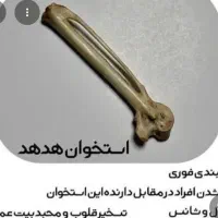 استخوان خوش شانسی هدهد