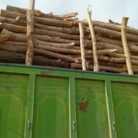 خرید چوب باغی کیلوی ۵۰۰۰ نقدی رو باسکول