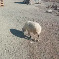 میش فروشی قیمت ۱۰ملیون تخفیف ندارد|حیوانات مزرعه|سندرک, |دیوار