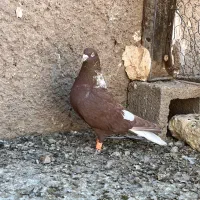 سرخ دم سفید دس اولی