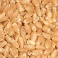 گندم دیم مهتاب گرمسیری