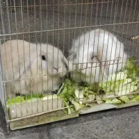 یک جفت خرگوش