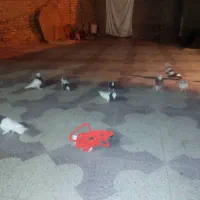 کبوتر|پرنده|فسا, |دیوار
