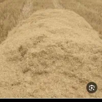 کاه گندم نرم وریز باب گوسفندخلواری ۳۳۰۰۰۰۰