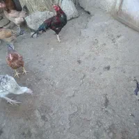 خروس چابهاری اصل قیمت 1800|حیوانات مزرعه|سوق, |دیوار