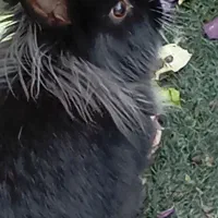 دو عدد خرگوش بالغ نر و ماده از نژاد یال دار|موش و خرگوش|شیراز, گل سرخ|دیوار