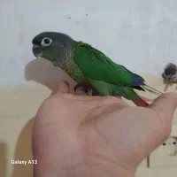 پرنده|پرنده|بهبهان, |دیوار