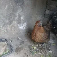 مرغ رسمی|حیوانات مزرعه|ری, حمزه‌آباد|دیوار