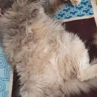 گربه ماده پرشین اسکاتیش|گربه|لنگرود, |دیوار