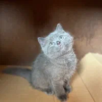 بچه گربه اسکاتیش بریتیش
