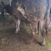 گاوگاوشیرده