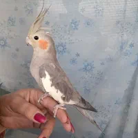 عروس هلندی|پرنده|درگز, |دیوار