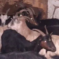 16راس بز خلج ابستن. میش. بره. بزغاله|حیوانات مزرعه|خاوران, |دیوار