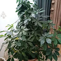 شلفرا بزرگ|گل و گیاه طبیعی|گلبهار, شهر جدید گلبهار|دیوار