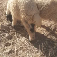 بره|حیوانات مزرعه|کلات (ایلام), |دیوار