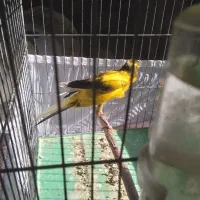 قناری ماده اماده بلند|پرنده|رودهن, |دیوار