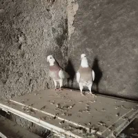 کبوتر طوقی نهبندان|پرنده|نهبندان, |دیوار