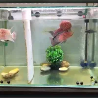 آکواریوم شیشه ریملس ۸۰ در ۴۰ در ۴۰