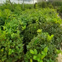 باغبانی‌وهرس حیدری