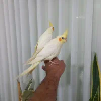 ۲تا عروس هلندی رام رام رام|پرنده|هشتگرد, هشتگرد قدیم|دیوار