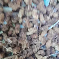 توت خشک دام وطیور