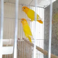 کوتوله اوپال