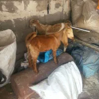 3تا بزغاله نژدی