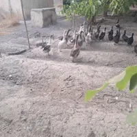 غاز وقوغازمر غ خروس برهما بوقلمون همه جوجه هم دارن|حیوانات مزرعه|کرج, ملک‌آباد|دیوار