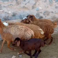 ۳راس بره نر جمی و۲راس میش آبستن برای نگه داشت