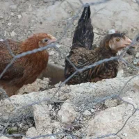 بارومحلی