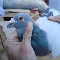 کبوتر پلاکی مسافتی