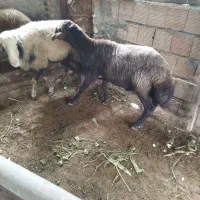 قوچ قرمز کردی