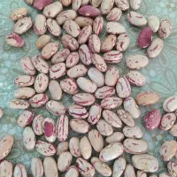 لوبیا چیتی